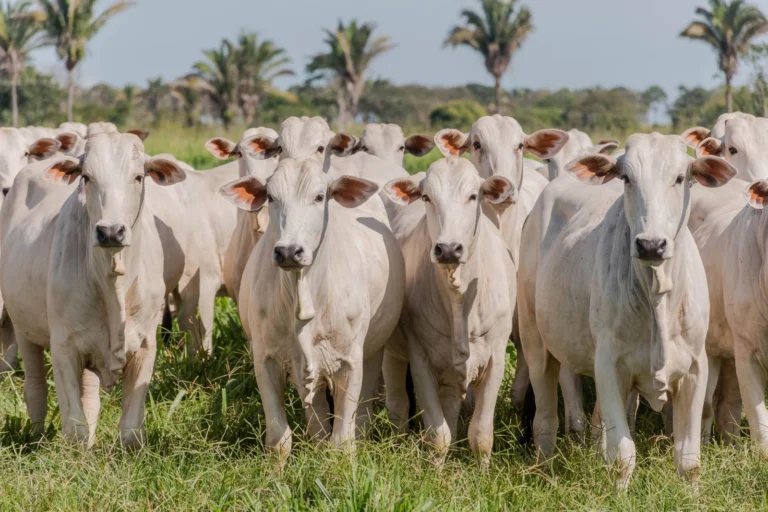 Tocantins: líder nacional em sanidade animal e destaque chinês